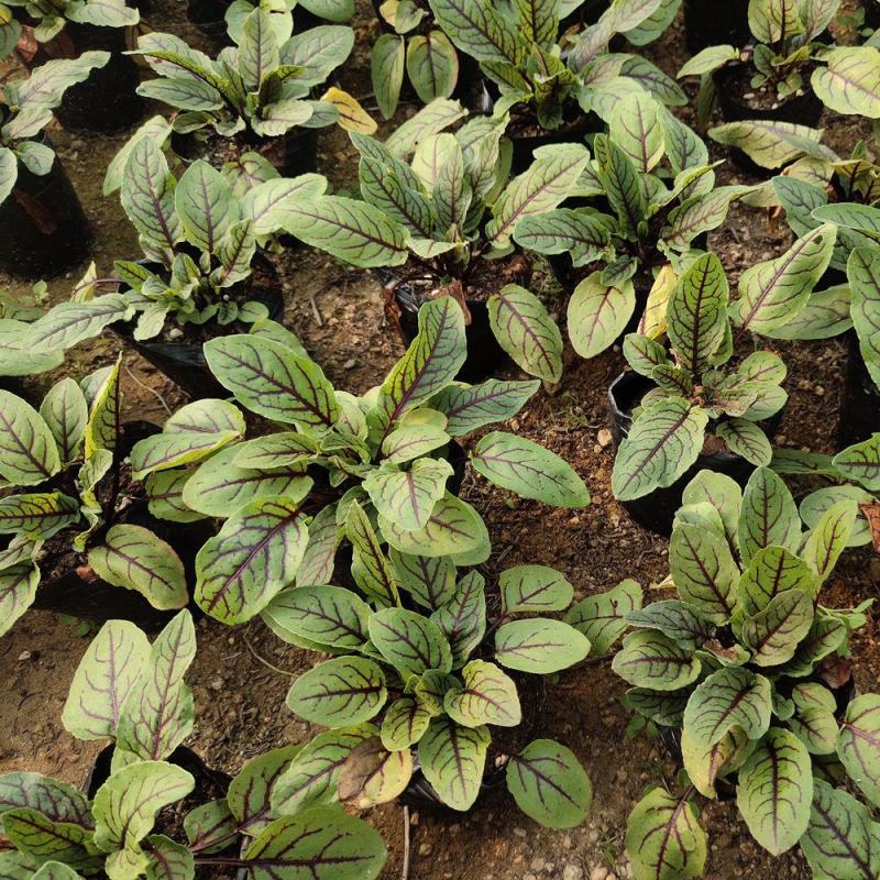 红脉酸模种子西餐摆盘点缀沙拉蔬菜红丝红柄酸膜叶香草菜特菜