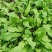 山野荠菜种子耐寒耐旱野菜养生菜种籽四季蔬菜孑农家春秋播
