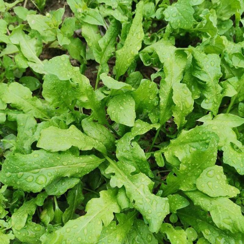 山野荠菜种子耐寒耐旱野菜养生菜种籽四季蔬菜孑农家春秋播