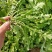 山野荠菜种子耐寒耐旱野菜养生菜种籽四季蔬菜孑农家春秋播