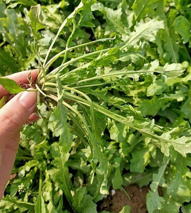 山野荠菜种子耐寒耐旱野菜养生菜种籽四季蔬菜孑农家春秋播