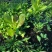 山野荠菜种子耐寒耐旱野菜养生菜种籽四季蔬菜孑农家春秋播