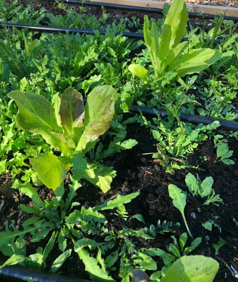 山野荠菜种子耐寒耐旱野菜养生菜种籽四季蔬菜孑农家春秋播