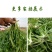 山野荠菜种子耐寒耐旱野菜养生菜种籽四季蔬菜孑农家春秋播