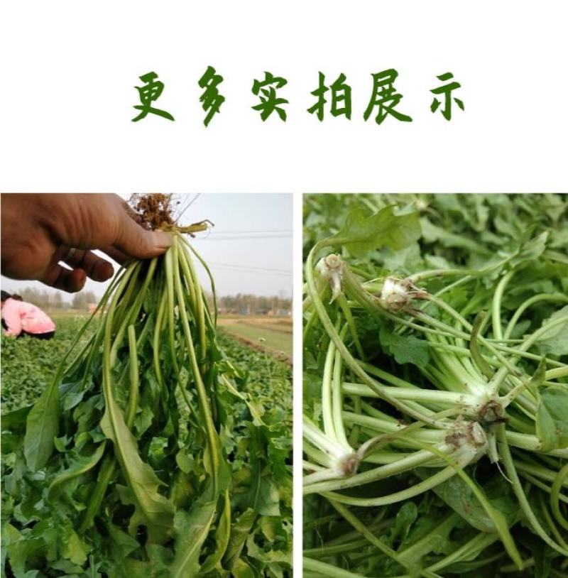 山野荠菜种子耐寒耐旱野菜养生菜种籽四季蔬菜孑农家春秋播