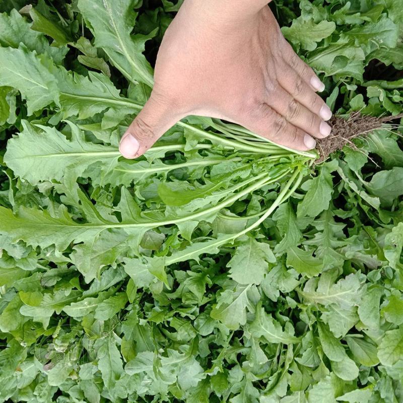 山野荠菜种子耐寒耐旱野菜养生菜种籽四季蔬菜孑农家春秋播