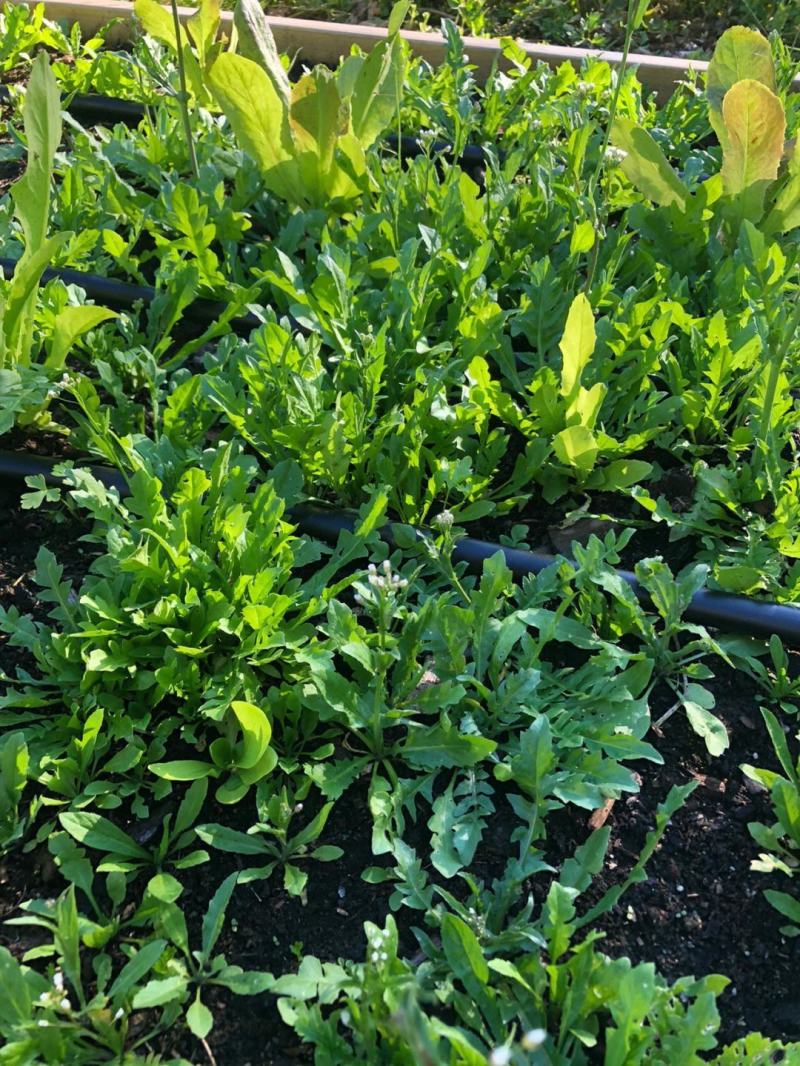 山野荠菜种子耐寒耐旱野菜养生菜种籽四季蔬菜孑农家春秋播