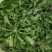 山野荠菜种子耐寒耐旱野菜养生菜种籽四季蔬菜孑农家春秋播
