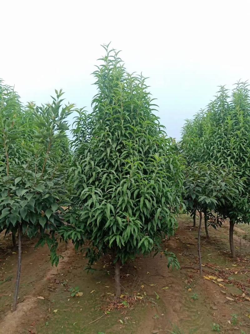 基地供应5公分6公分8公分照手桃带土球