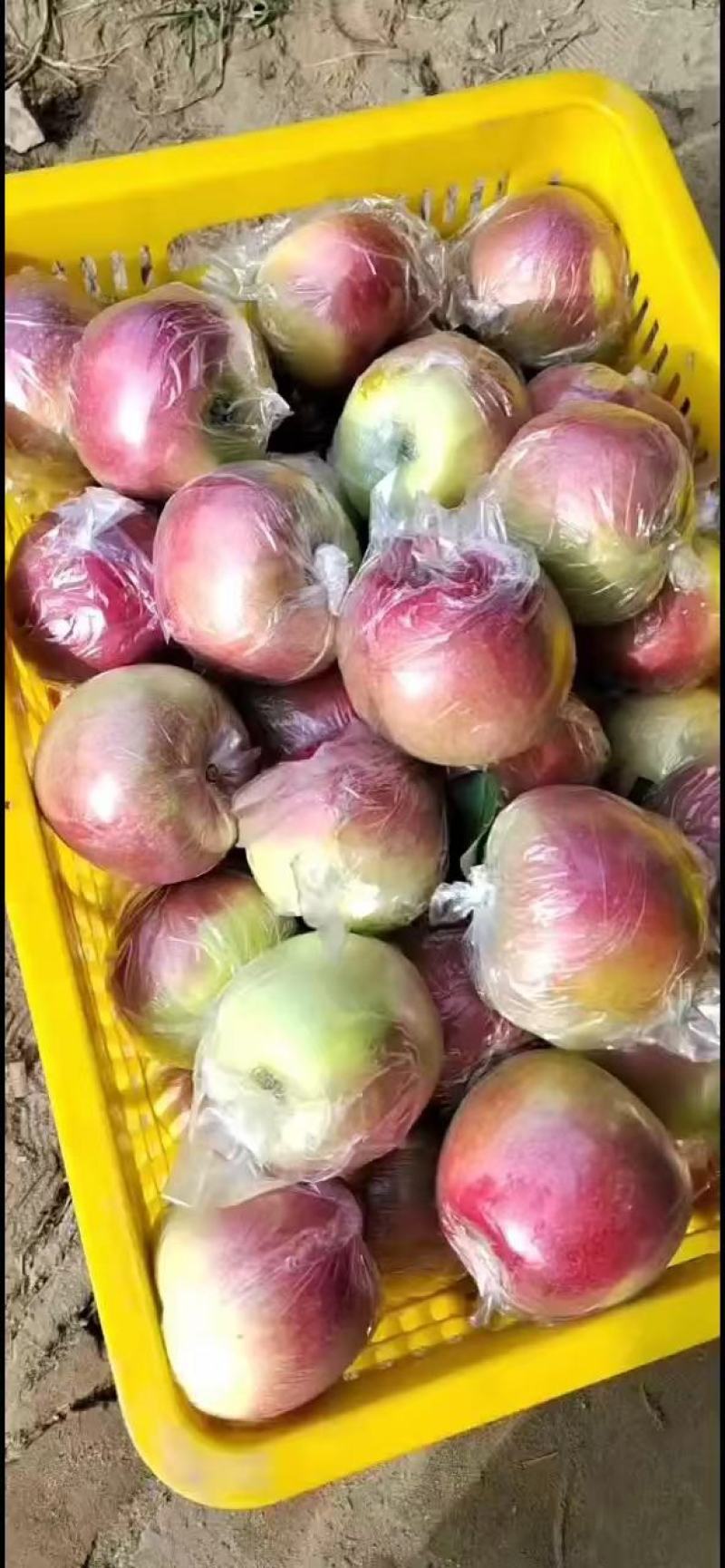 昌黎美八