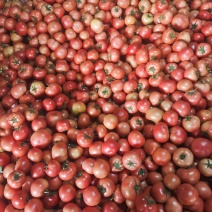 硬粉西红柿，量大，来有实力老板