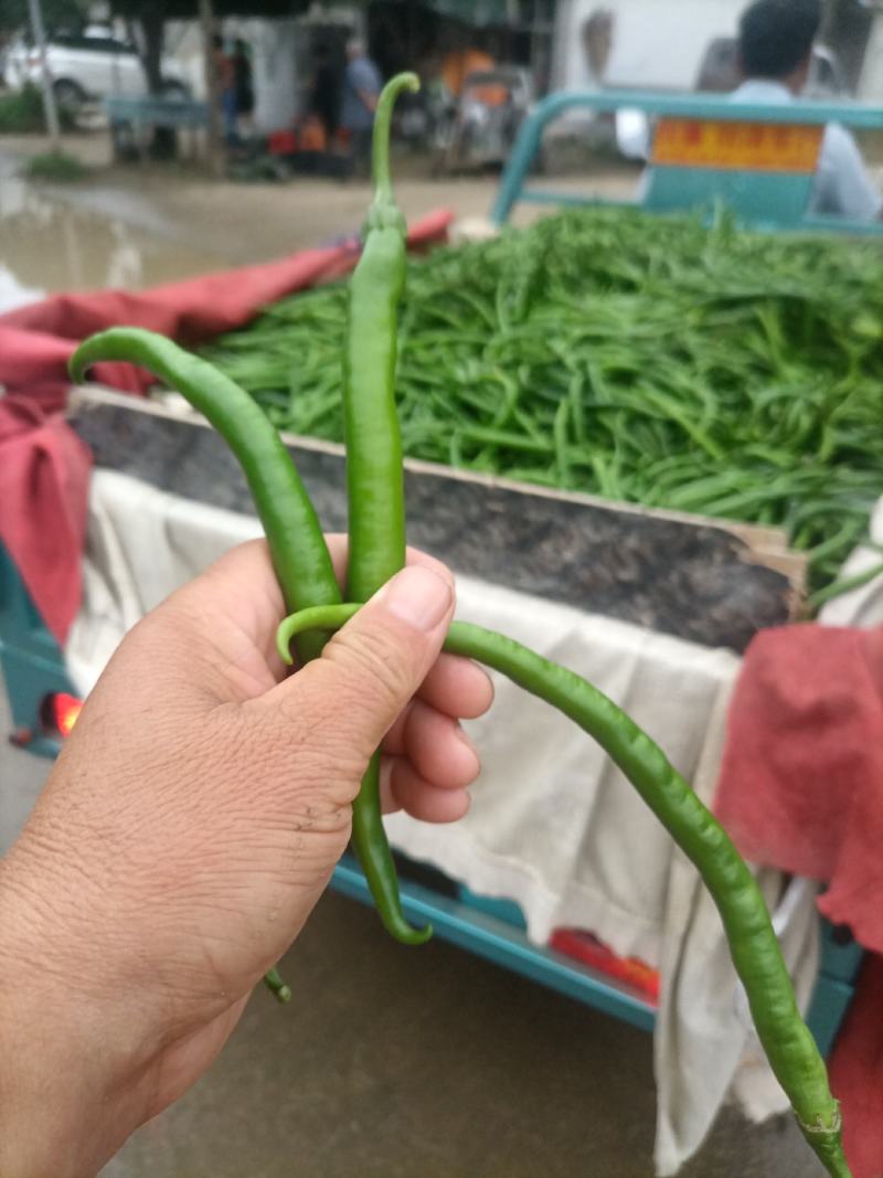 鲜辣椒线椒黄皮椒