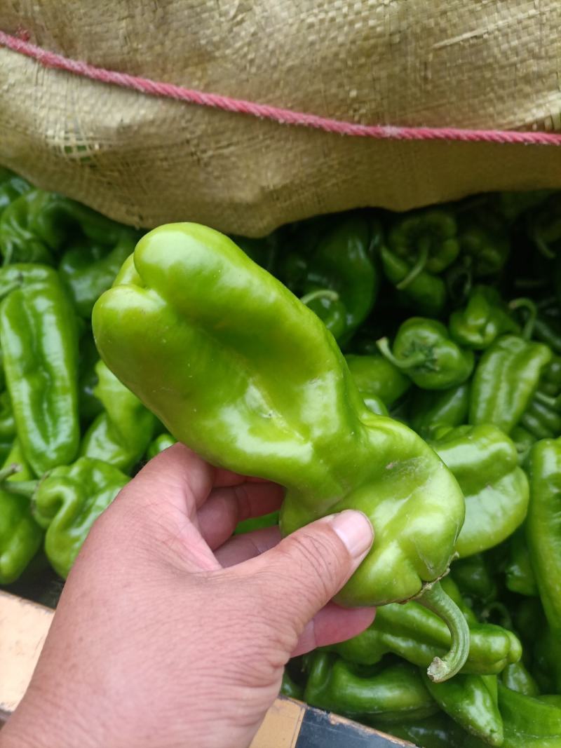 鲜辣椒线椒黄皮椒