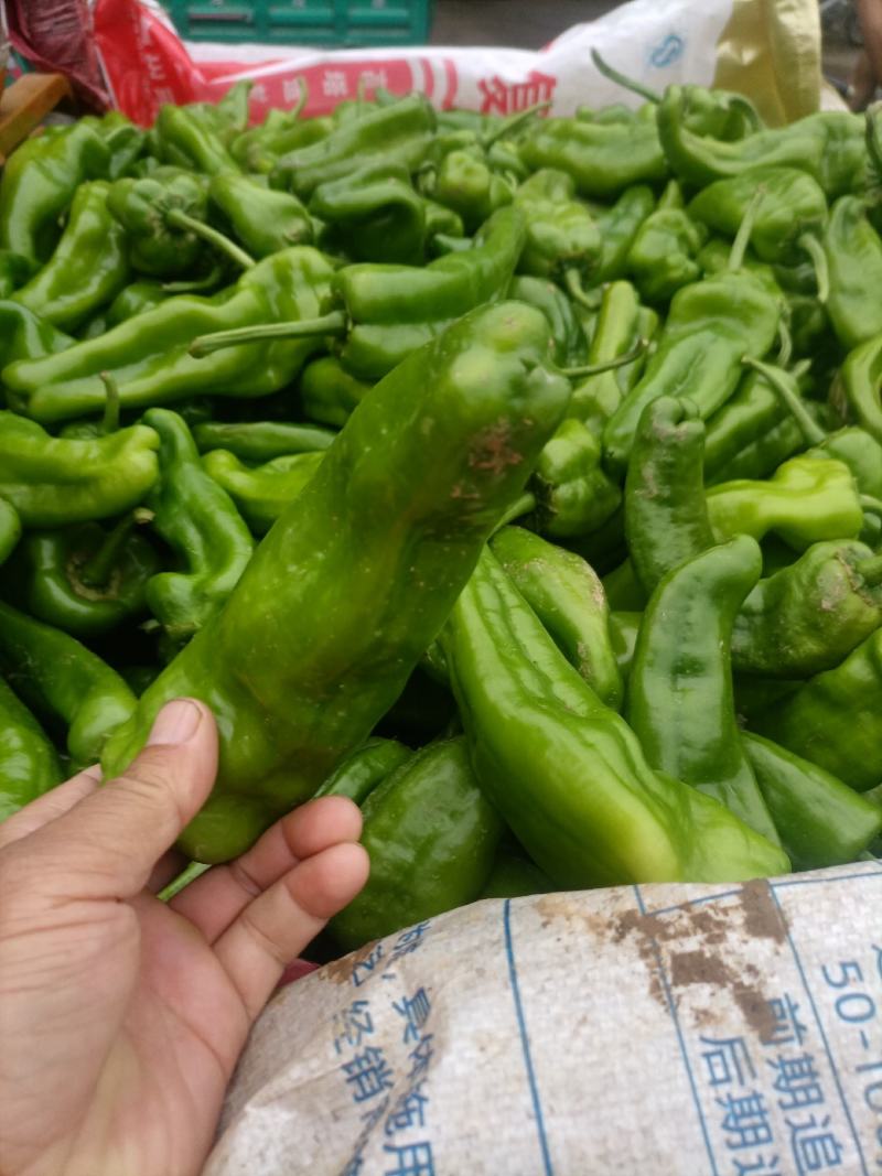 鲜辣椒线椒黄皮椒