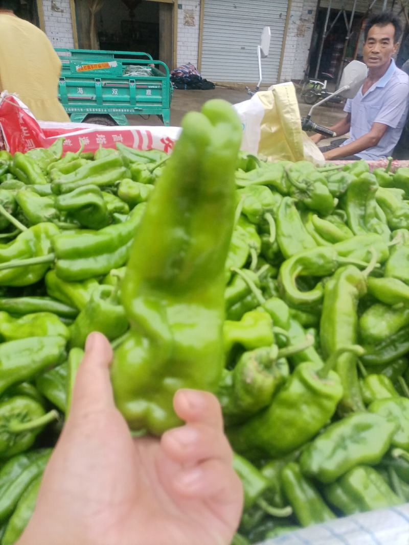 鲜辣椒线椒黄皮椒