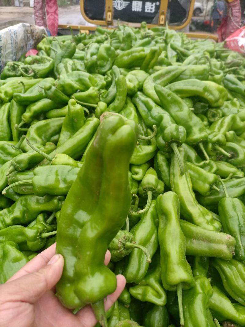 鲜辣椒线椒黄皮椒