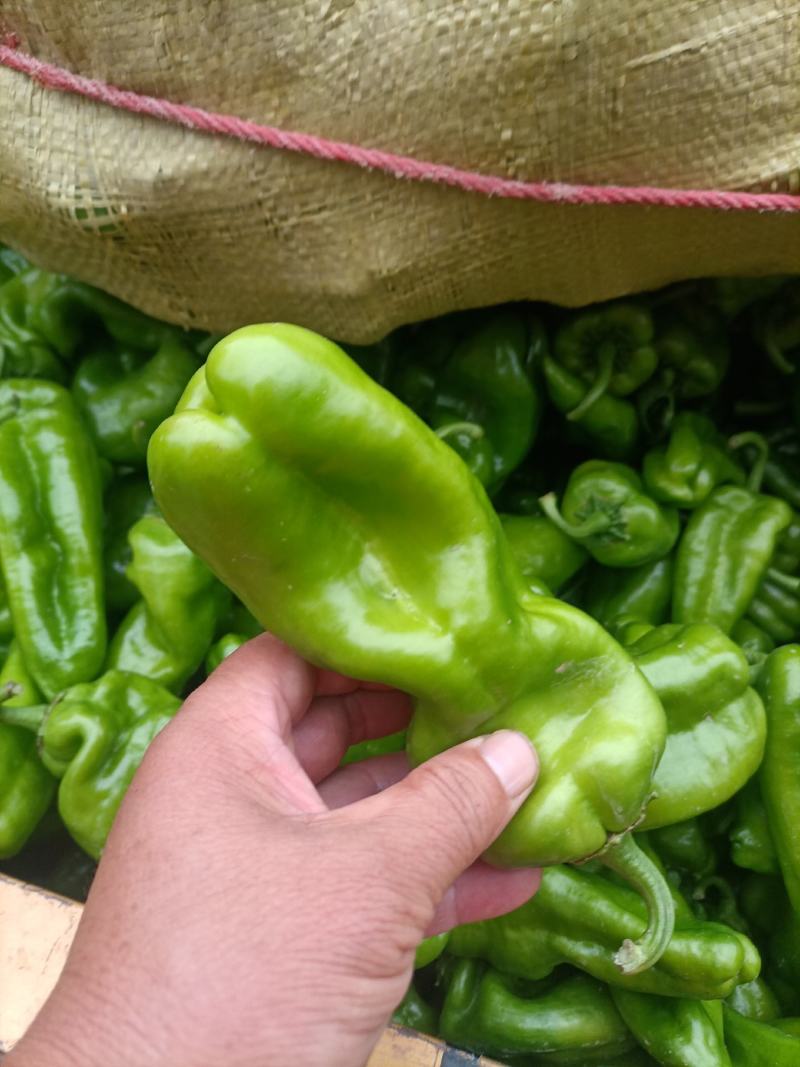 鲜辣椒线椒黄皮椒