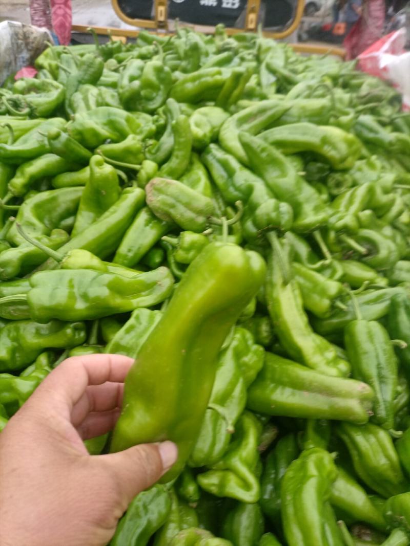 鲜辣椒线椒黄皮椒