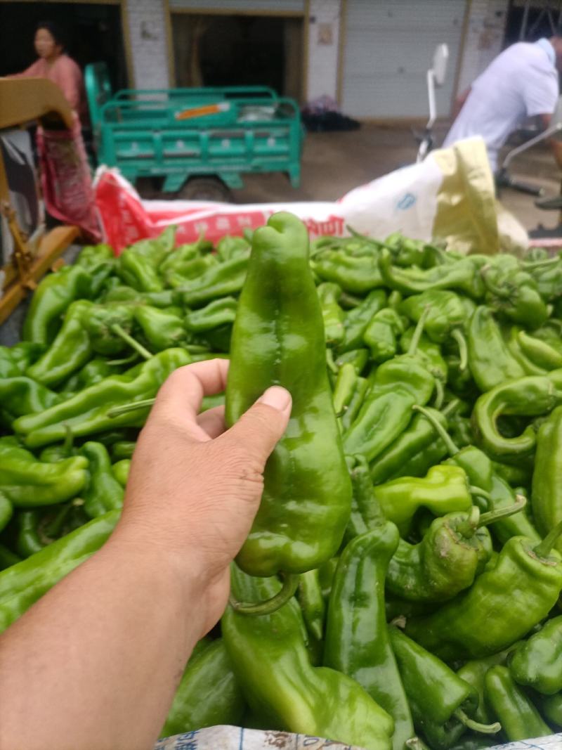 鲜辣椒线椒黄皮椒