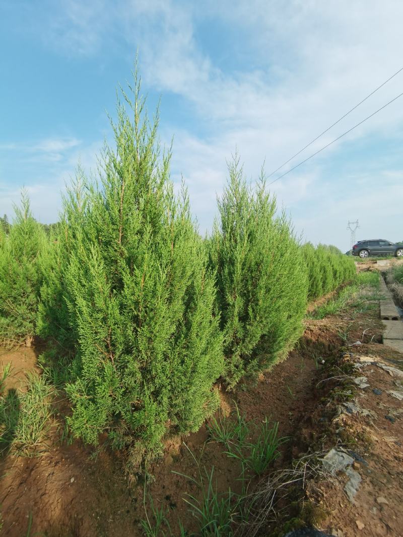 【塔柏】浏阳河畔五彩种植园支持实地考察视频看货