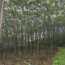 厚皮黄柏树，也叫川黄柏，皮是中草药，又是储备林用苗