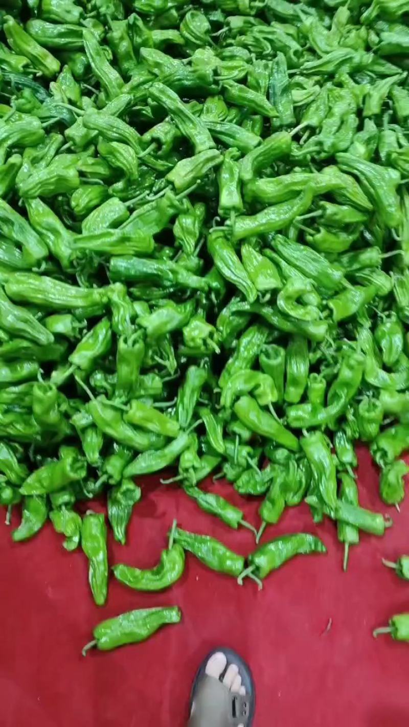 芜湖椒产地打视频看货支持打款发货货源充足