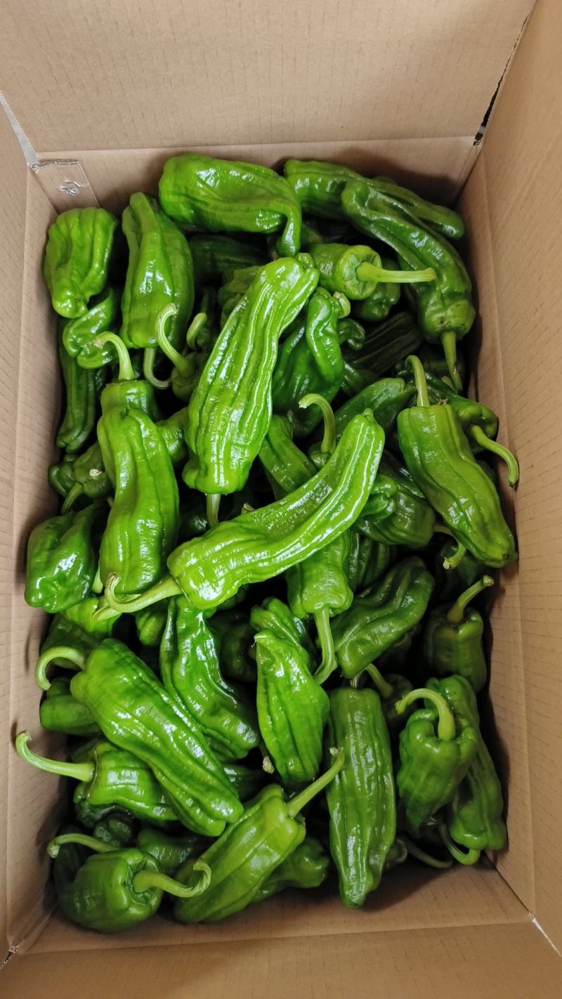 芜湖椒产地打视频看货支持打款发货货源充足
