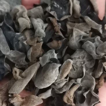 东北黑木耳大棚单片黑木耳黑厚