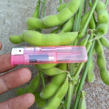 翠绿宝，大青豆