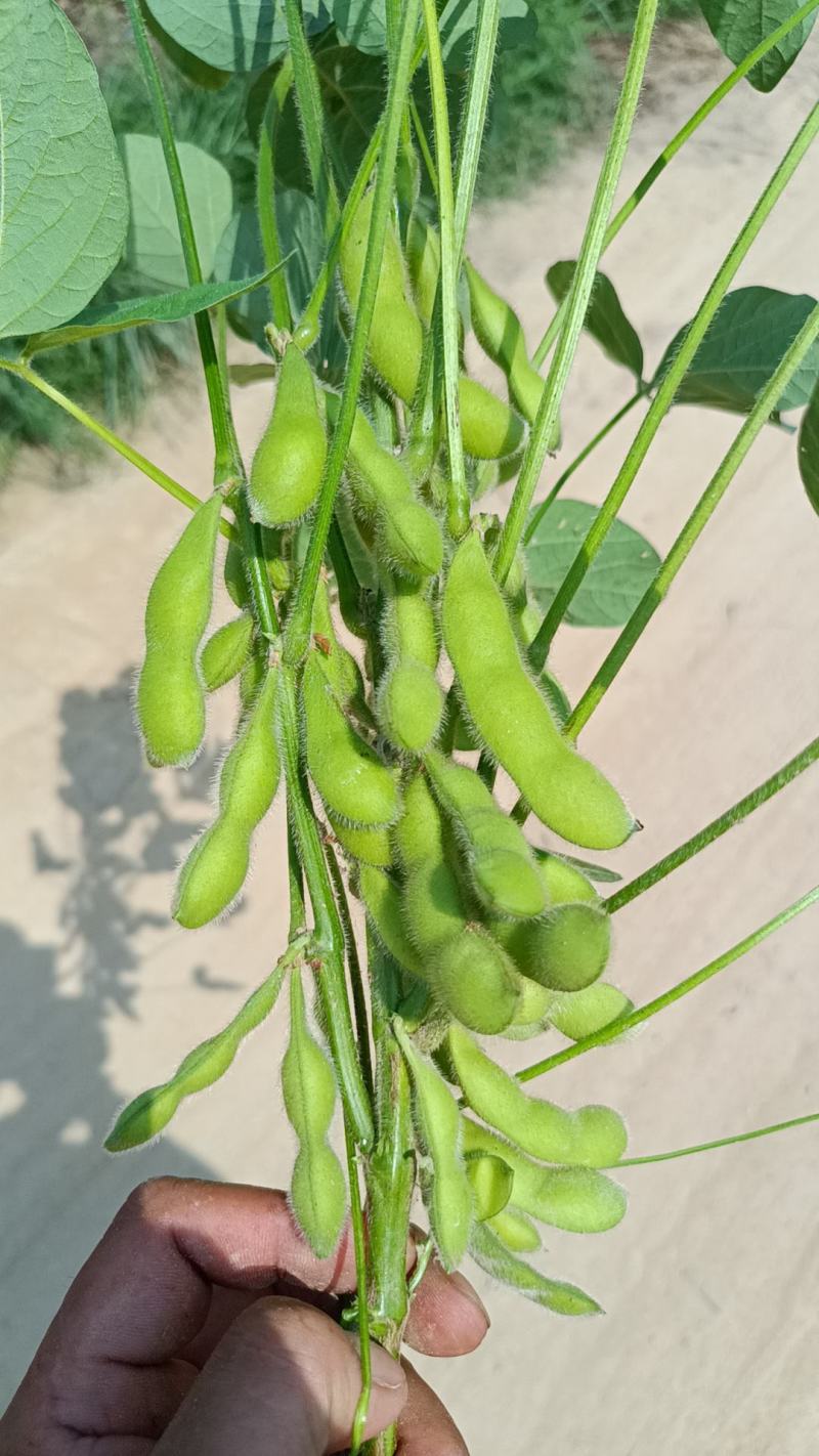 翠绿宝，大青豆
