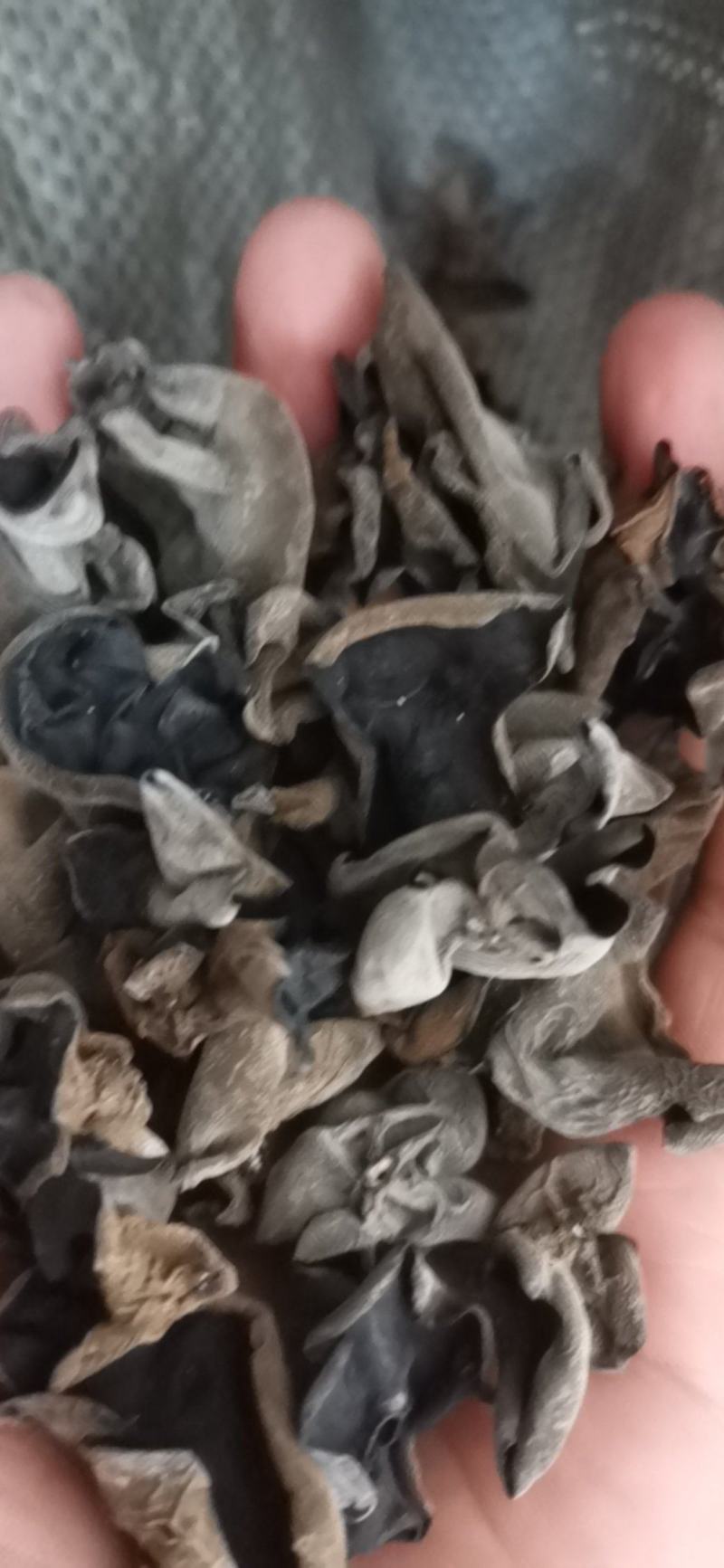 东北黑木耳大棚单片黑木耳黑厚