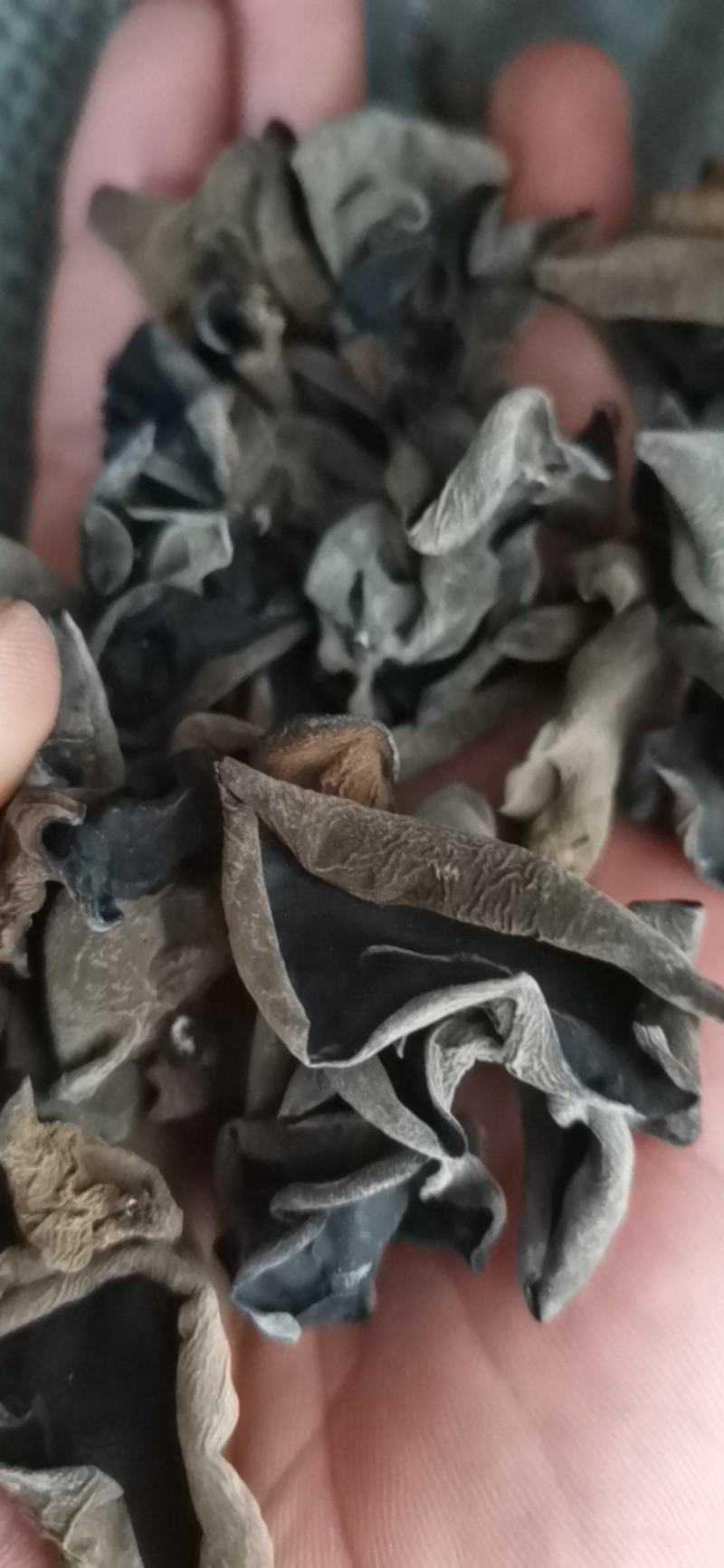 东北黑木耳大棚单片黑木耳黑厚