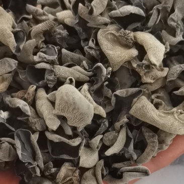 黑木耳东北大棚黑木耳黑厚小碗耳单片黑木耳