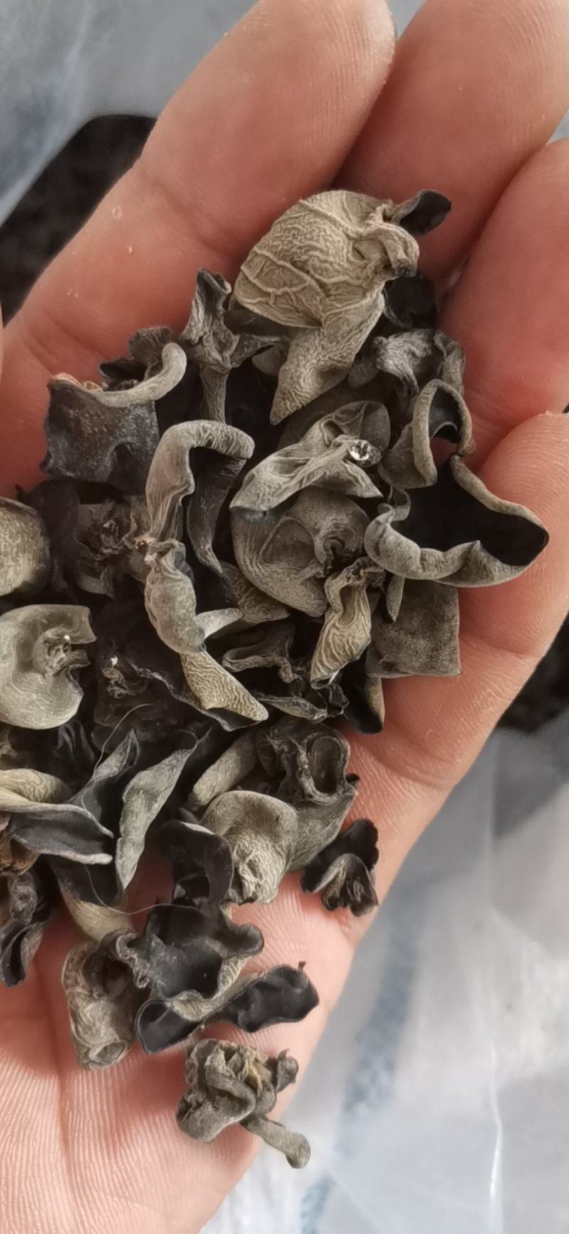 黑木耳东北大棚黑木耳黑厚小碗耳单片黑木耳