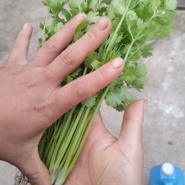陆地香菜，大量有货