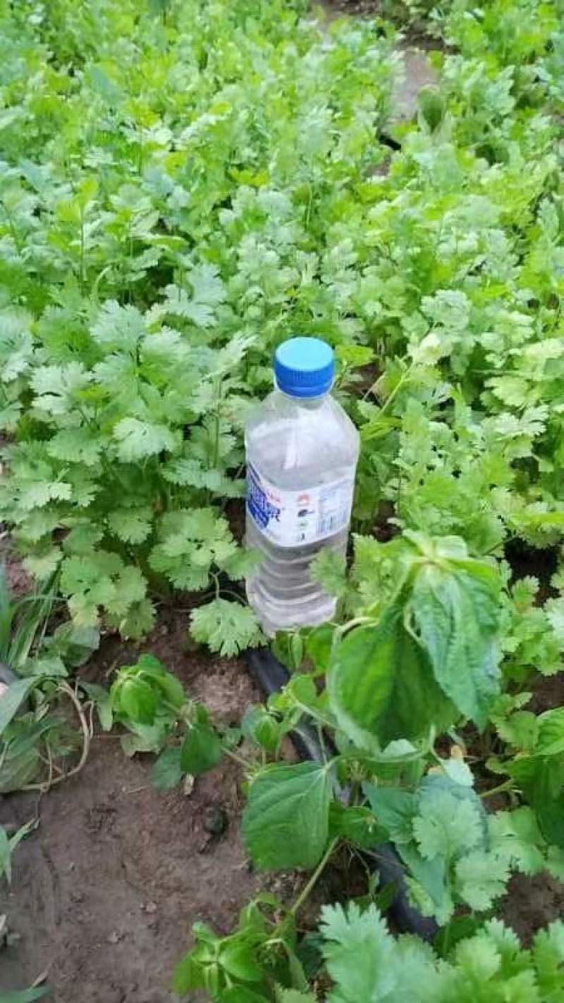 陆地香菜，大量有货