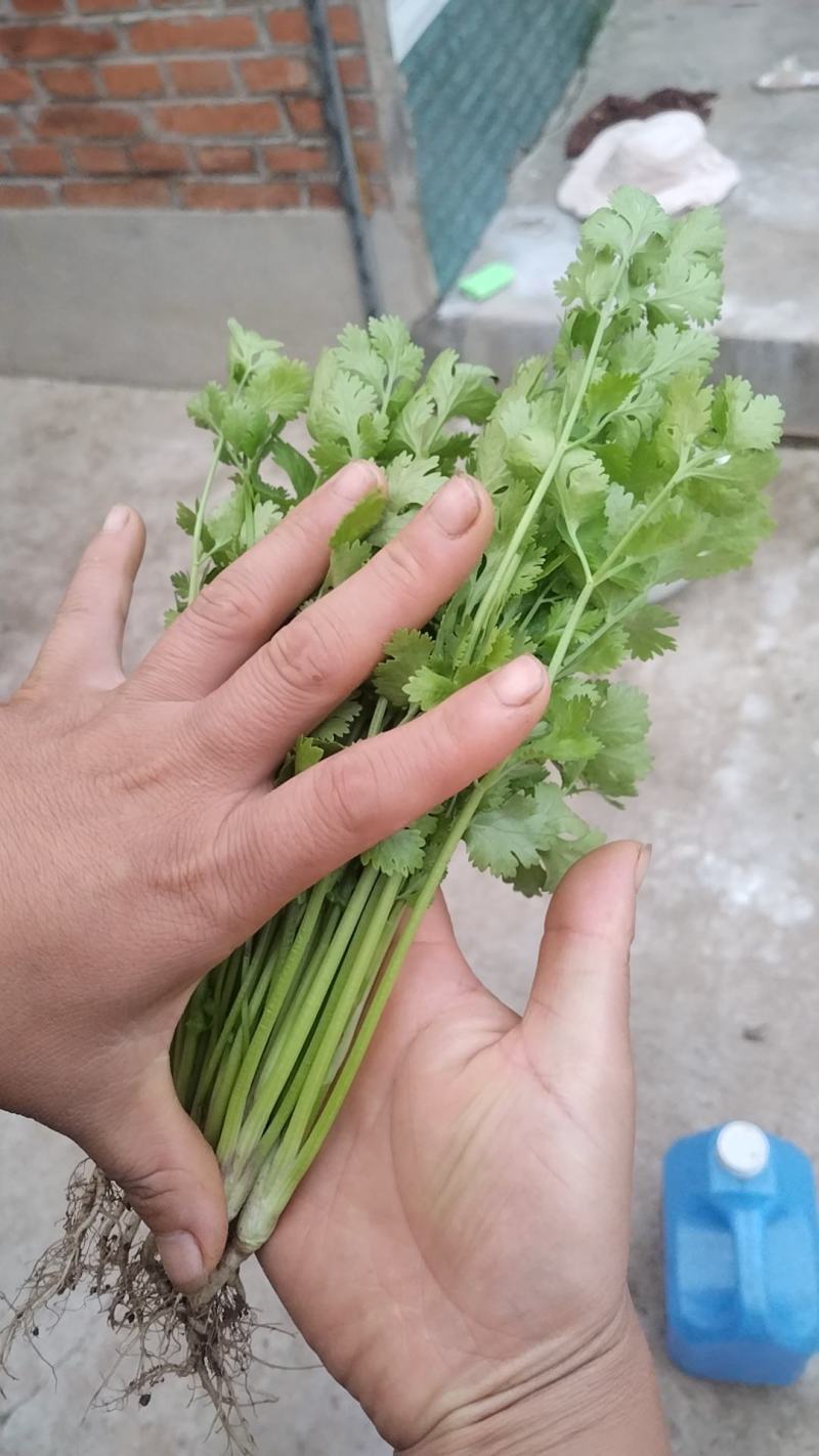 陆地香菜，大量有货