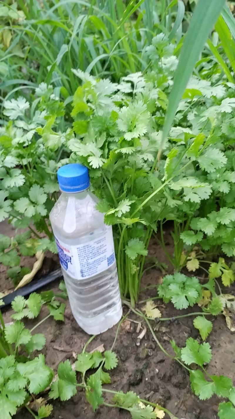 陆地香菜，大量有货