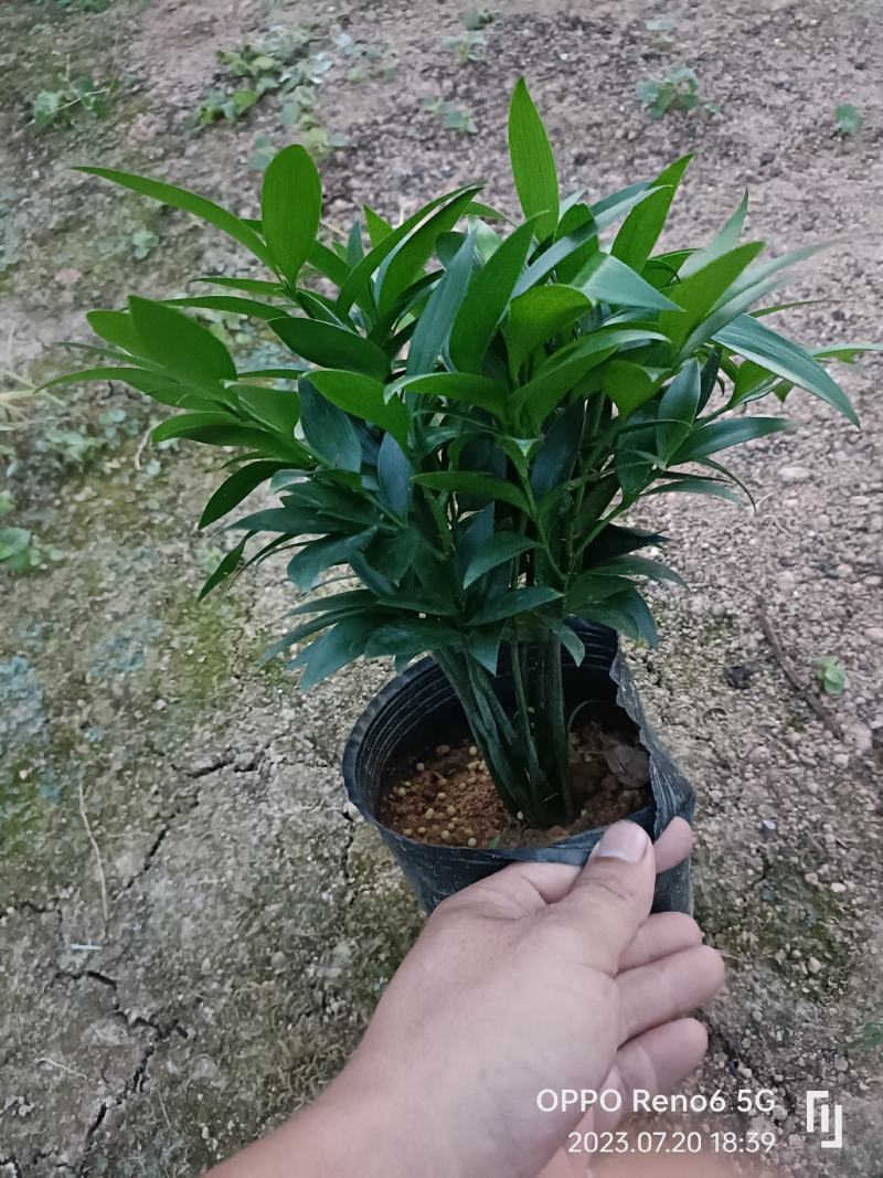 竹柏小盆栽，长寿竹，50000颗。