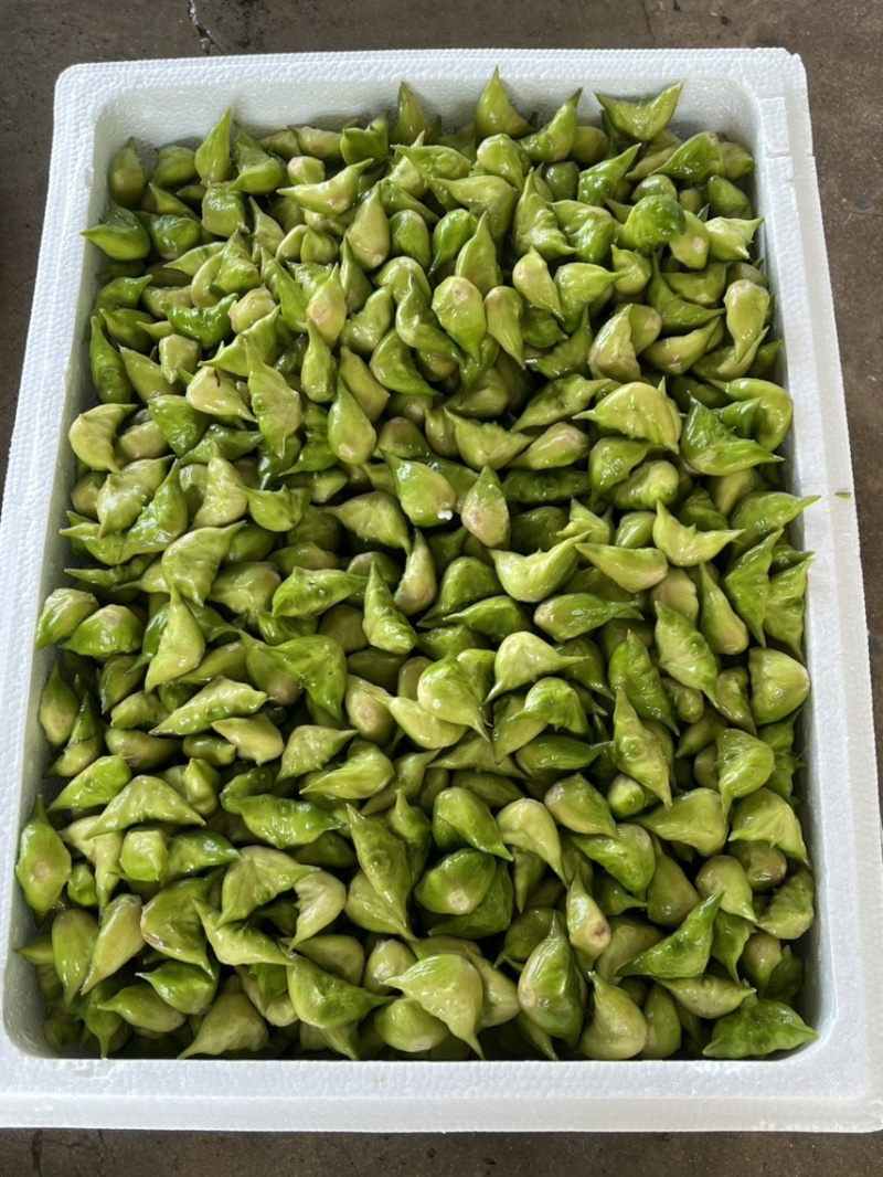 菱角