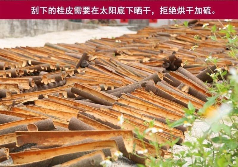 中桂通广西散装桂皮批发5斤、Ⅰo斤调料卤料商用大料肉桂