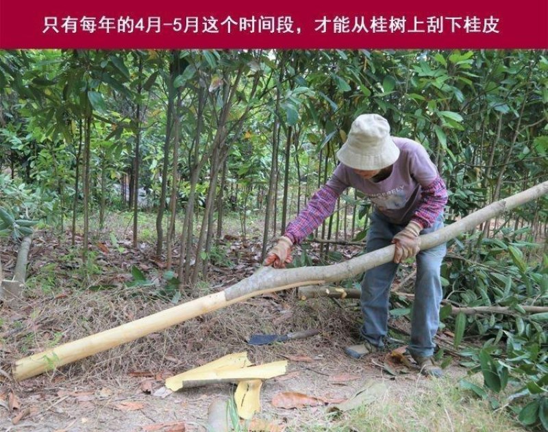 中桂通广西散装桂皮批发5斤、Ⅰo斤调料卤料商用大料肉桂