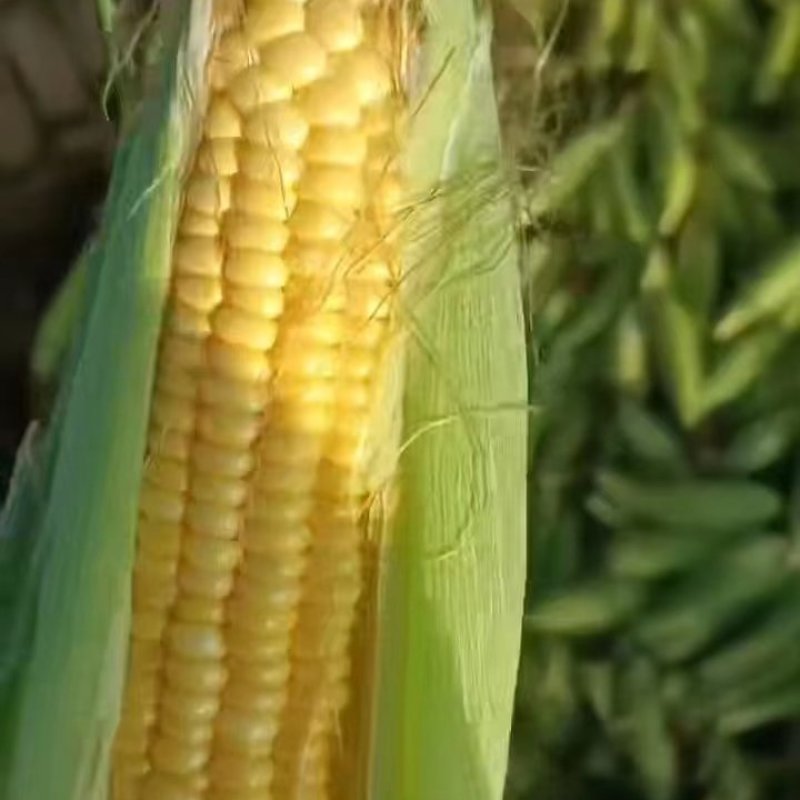 水果玉米