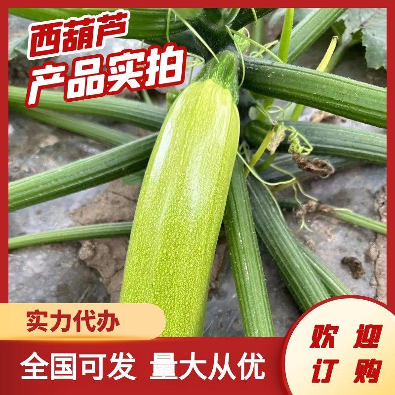 精品西葫芦。全国发货，一手货源