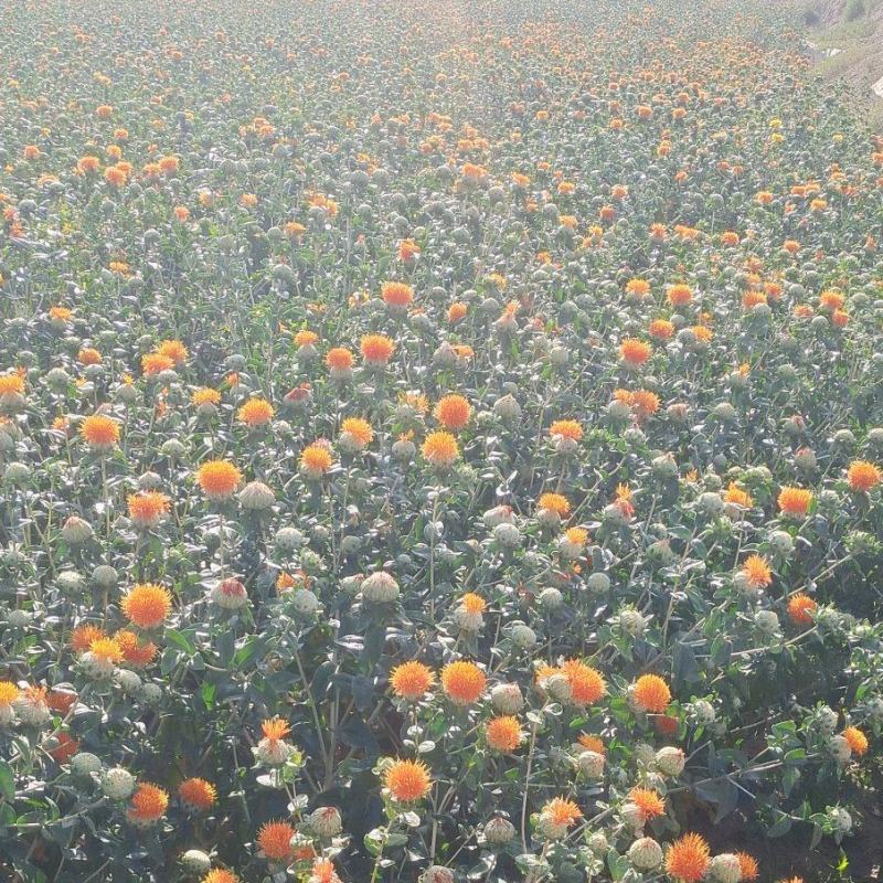 大量出售自产自销藏红花