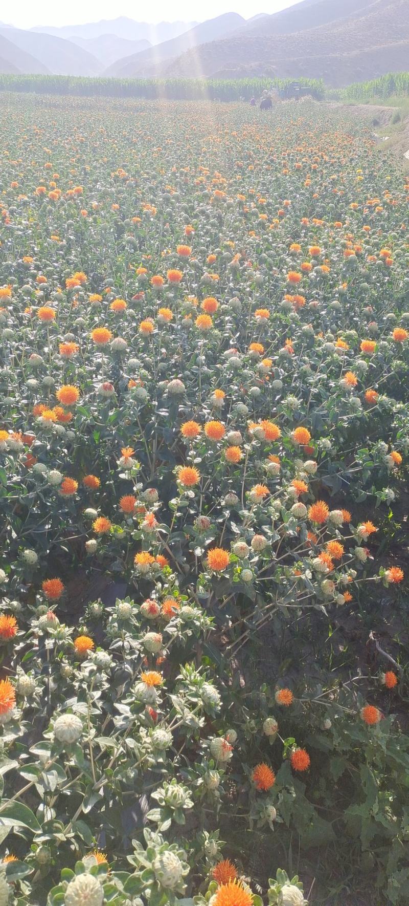 大量出售自产自销藏红花