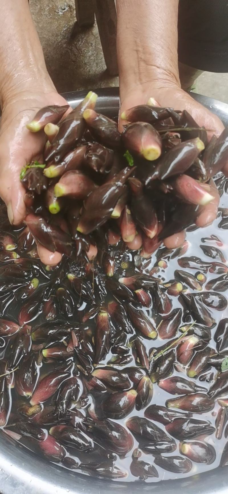 阳荷