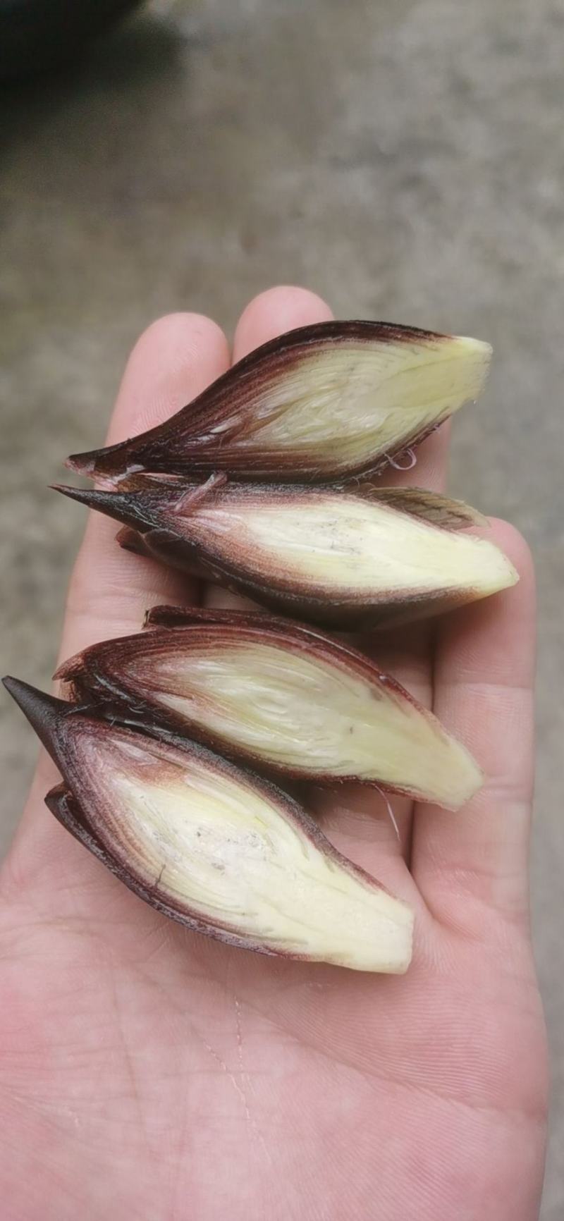阳荷
