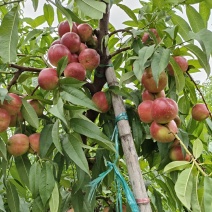 珍珠早油桃自产自销大量上市口感脆甜位于黄土高原