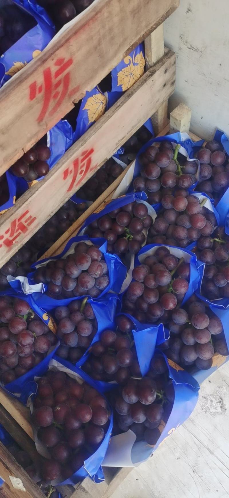 河北晋州腾稔葡萄个大甜度高支持视频发货欢迎电话订购